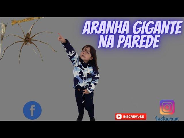 ARANHA GIGANTE NA PAREDE DE CASA. DAILY VLOG INFANTIL PIETRO NATEL OFICIAL