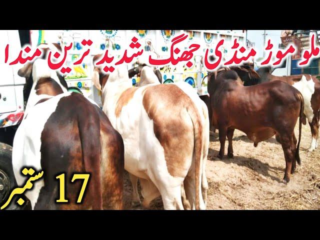 Malumor Mandi Jhang Dajili Dhani Sahiwal Cholistani Bachre 2023 || Global Village Farming