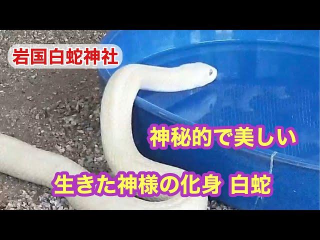 白蛇が水を飲む場面に出会いました