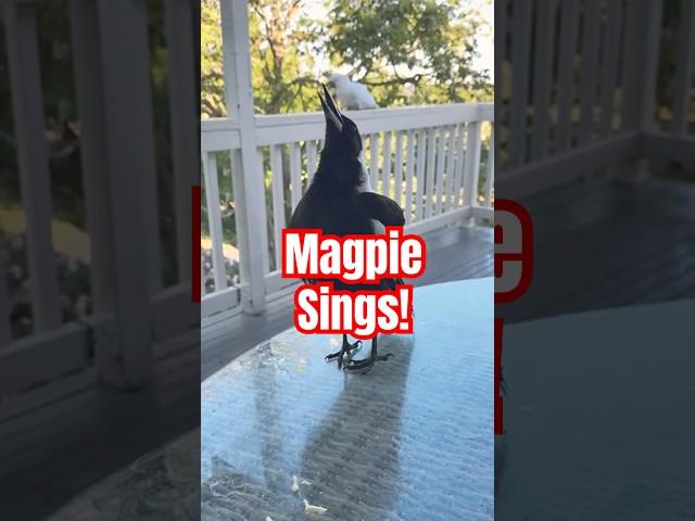 How to train a magpie to sing