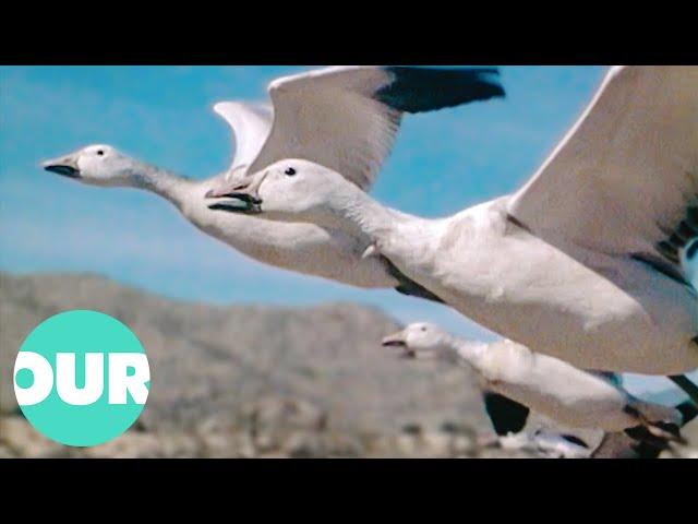 Observing Majestic 2500 Mile Flight Of The Snow Geese | Our World