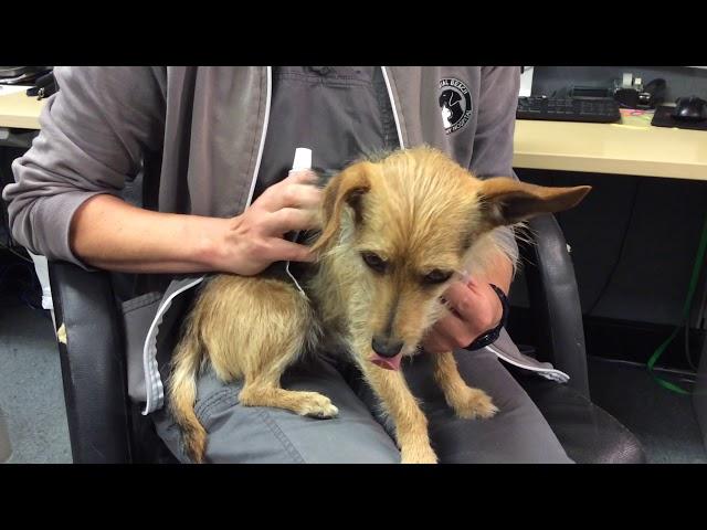 How to Use a Finger Brush to Brush a Small Dog’s Teeth