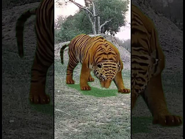 sher