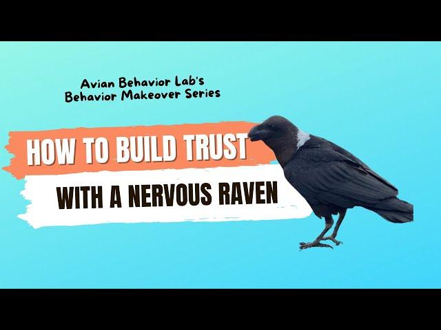 Building trust with a nervous raven - why counter conditioning won't help you