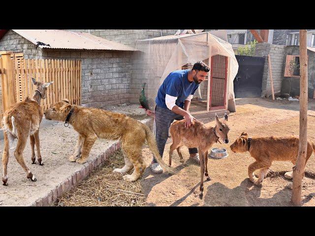 Neloo Or Liger Dost Bn GaeNeeloo Bilkul Nhi Dr Rha Lion Se