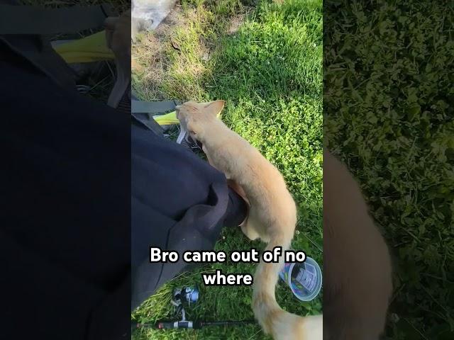 I met a cat while fishing #fish #fishing