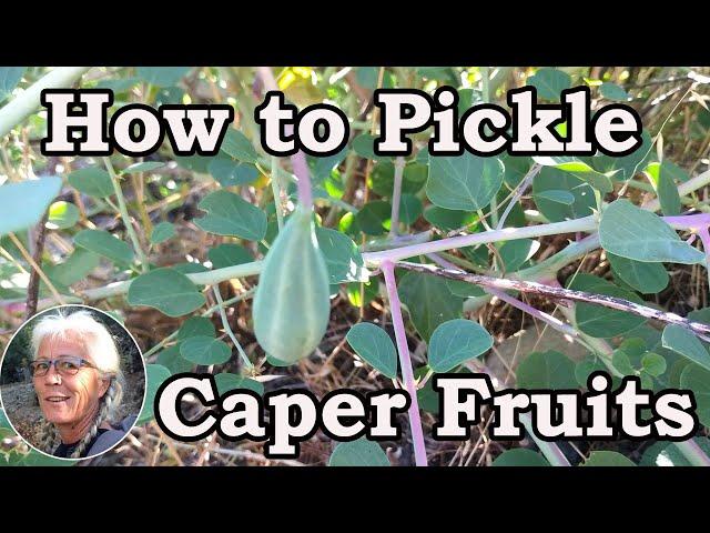 How to Pickle Caper Fruit. One of the things we do yearly in our Turkish Village Çandır (Köyceğiz)