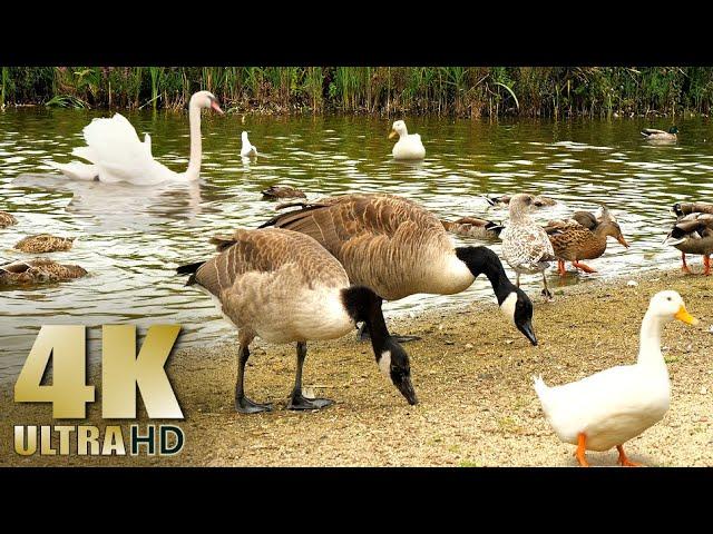 Nature Relaxation - Feeding Ducks Geese Swans on a Lake - All Natural Sound - 4K