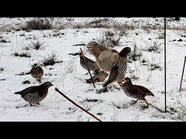 охота на кеклик  самарканд