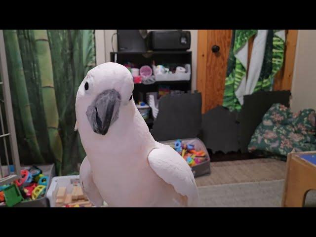 A Cockatoo & A Manicure?