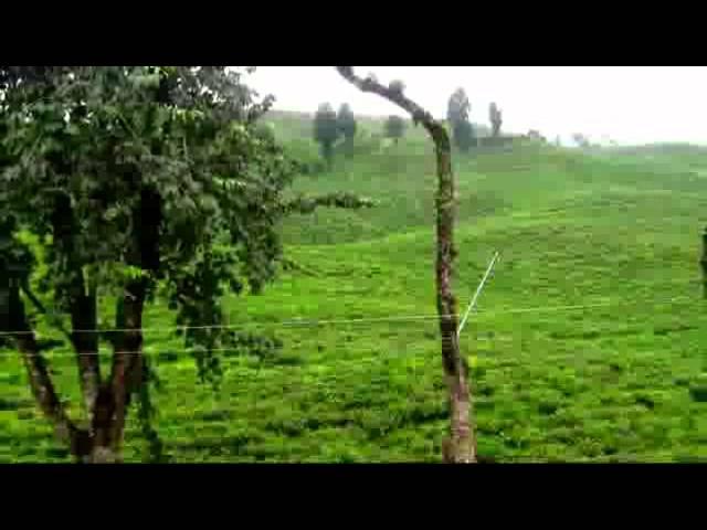 The Tea Capital Of Bangladesh- Awesome Sreemangal Tea Garden, Sylhet