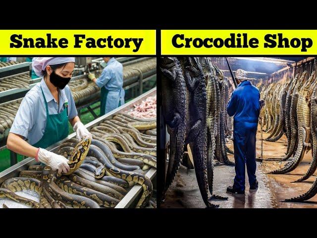 Crazy Animal Factories & Farms