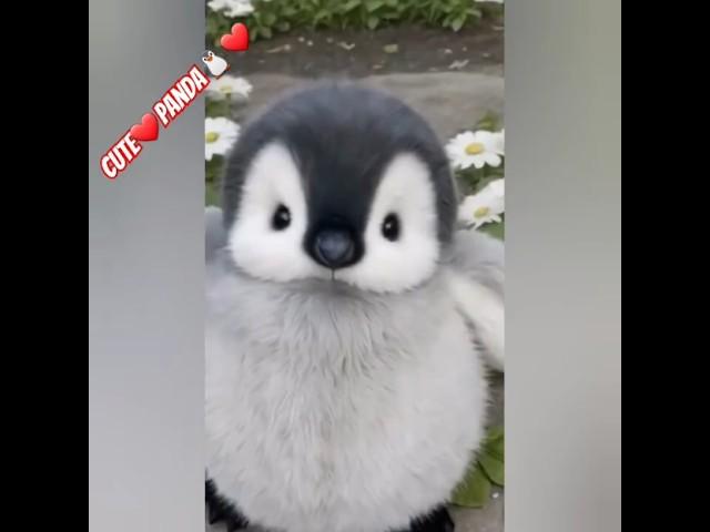 sweet penguin#penguin​​#bebek​​ #youtubeshorts​​ #youtube​​ #öneçıkar​​ #takip​​ #takipet​​ #beğen