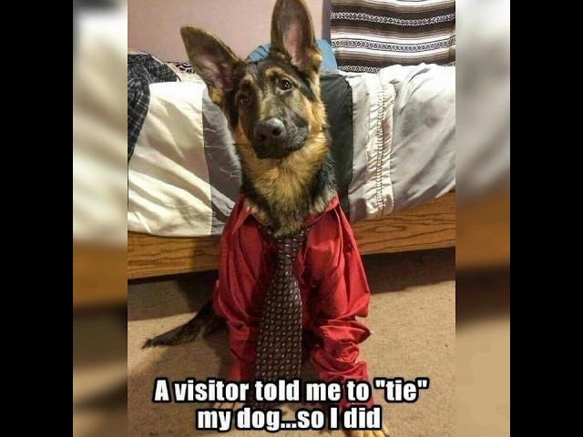 German Shepherd Memes to Make You LOL #shorts