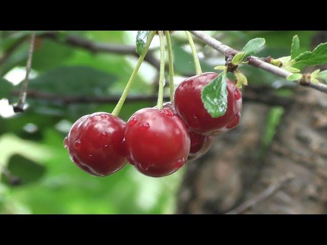 Вишня весной: 5 главных условий отличного урожая вишни