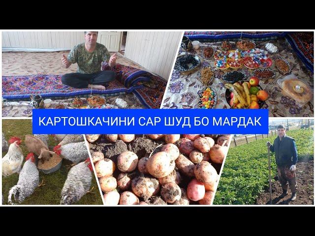 КАРТОШКАХО ЧИХЕЛ ШУДАНРУЗИ ДАРОЗ БО МАРДАК ДАР АГАРОТ 