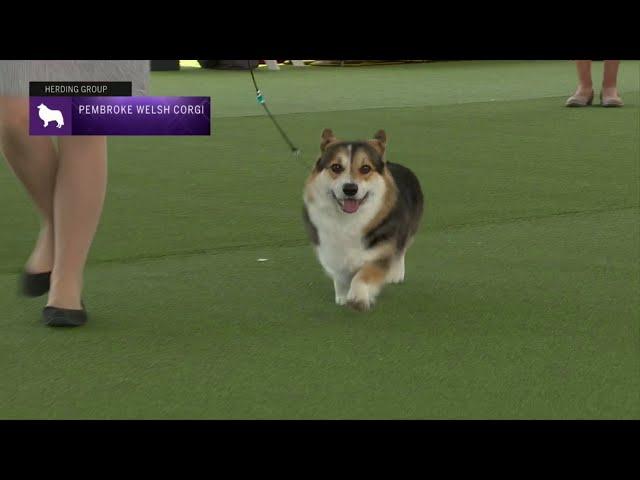 Pembroke Welsh Corgis | Breed Judging 2023