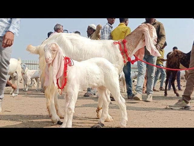 DEWAS Bakra mandi 7 November 2024