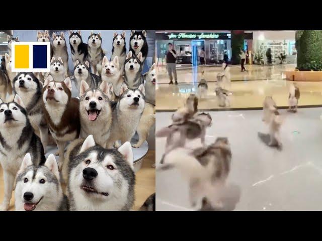 100 huskies escape from pet cafe in China