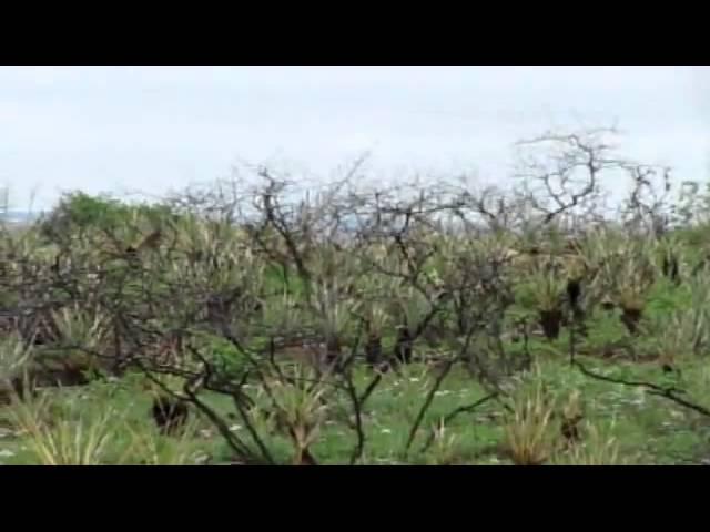 Brush sculpting to improve quail habitat