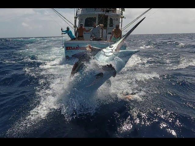 Cairns Black Marlin Fishing