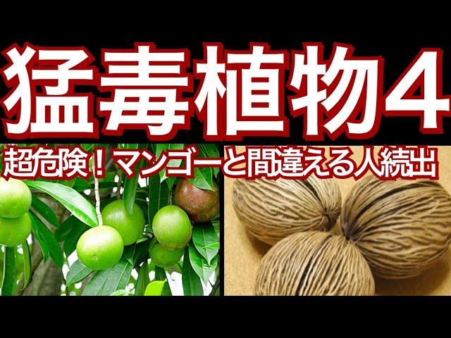 【日本の身近にある毒草の猛毒性について】犬猫のいる方は特に必見！ネットで買える身近にある危険な猛毒のある植物【ガーデニング】【毒植物】オオミフクラギ、ミフクラギ、沖縄キョウチクトウ、ポンポンシード