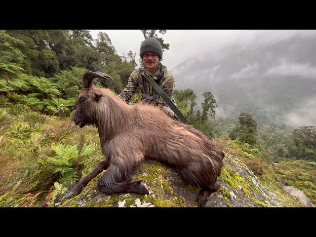 Trad Bow Hunting Bull Tahr