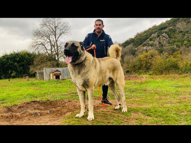 GÖRENLERİ ŞAŞKINA ÇEVİREN DEV KÖPEKLER ! (Baba ve Oğul Arasındaki Liderlik Savaşı)