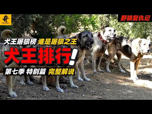 大型紀錄片【野狼復仇記】第七季特別篇，高能來襲！土耳其頂尖屠狼犬有多猛？一口氣看完前15名屠狼之王，誰是屠狼之王？#坎高犬#狼#牧羊犬#狗#狼群#土耳其#动物世界#動物解説#動物世界