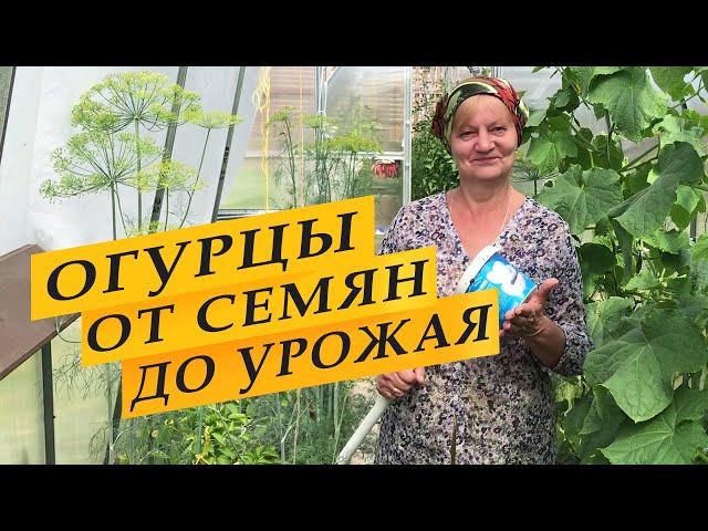 Огурцы. От семян до урожая.