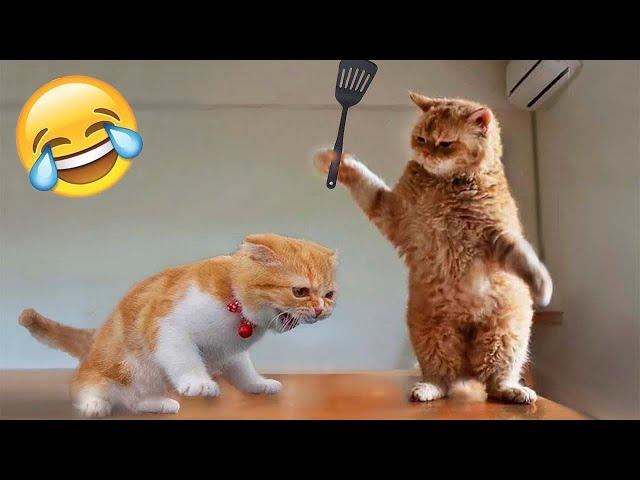 Funny Animals 2023 - Cute Dogs and Cats Doing Funny Things