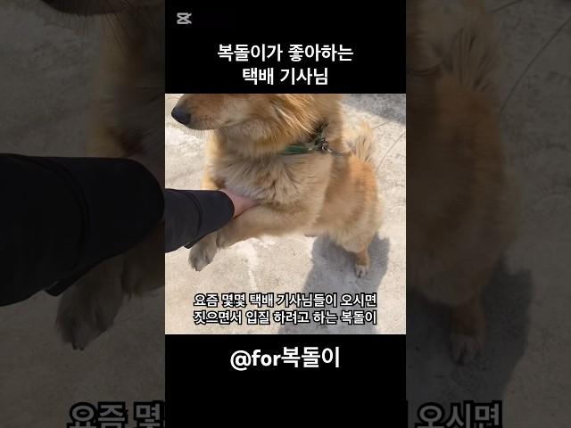 복돌이가 좋아하는 택배 기사님 #愛犬 #애견영상 #시골강아지 #강아지브이로그 #for복돌이