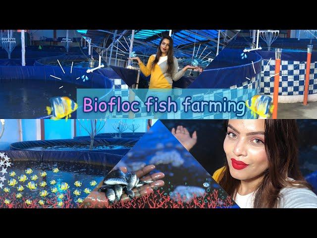 Biofloc fish farming | new concept | first time in India | Alisha’s Alishan