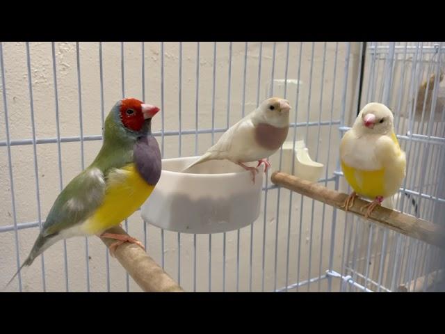 Gouldian finch Singing