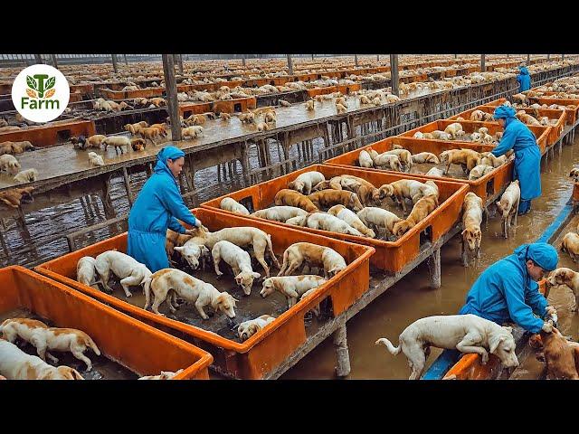 How Chinese Farmers Raise Over 10 Million Dogs for Meat a Year | Agricultural Documentary