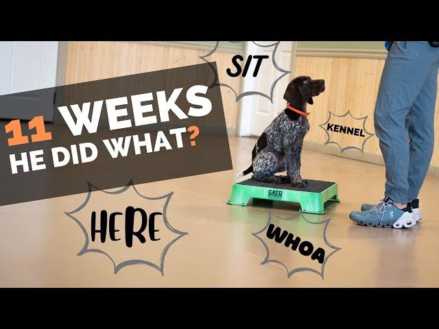 4 Things To Teach Your New Puppy Right Now!