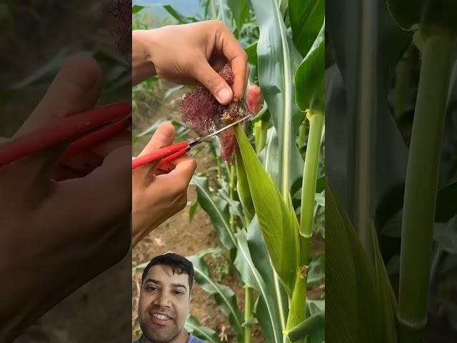 #satisfying #easyfarming #farming #farming101 #corn #harvesting #agriculture #smartfarming