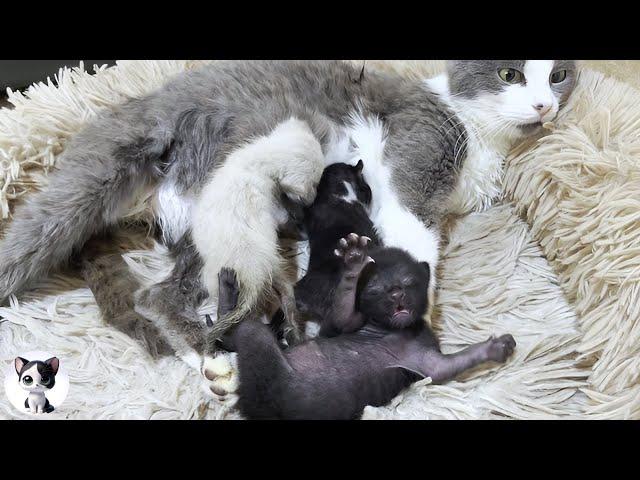 Entrusting a rescued kitten to a stray cat that gave birth 5 days ago "A Heartwarming Tale"