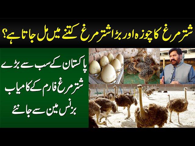 Ostrich Farming Kese Hoti Hai? Chicks Kitne Ka Milta Hai? - Ostrich Farm Ke Businessman Se Janiye