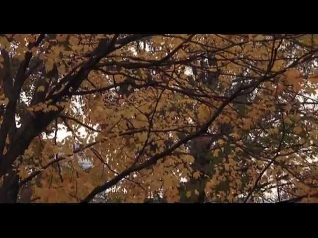 Листопад... - Александр Левшин.