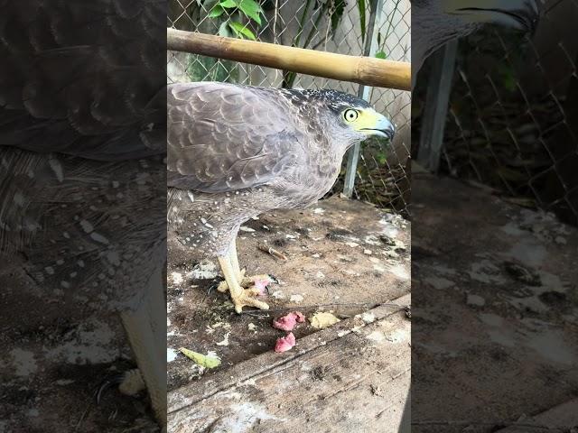 #Hawk #Eagle #Owl #Wildlife #Animal #EagleHawkOwl hawk vs snake, Owl vs snake fight, Eagle Vs Snake,