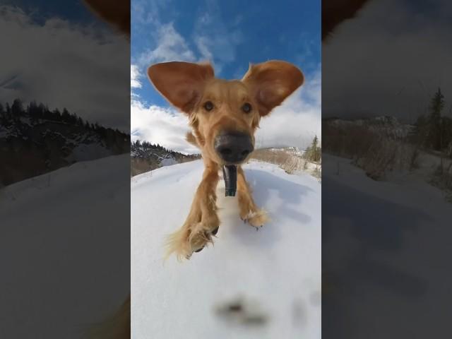 Floppy Towwwwn #goldenretriever #dogsofyoutube #360camera #dogshorts