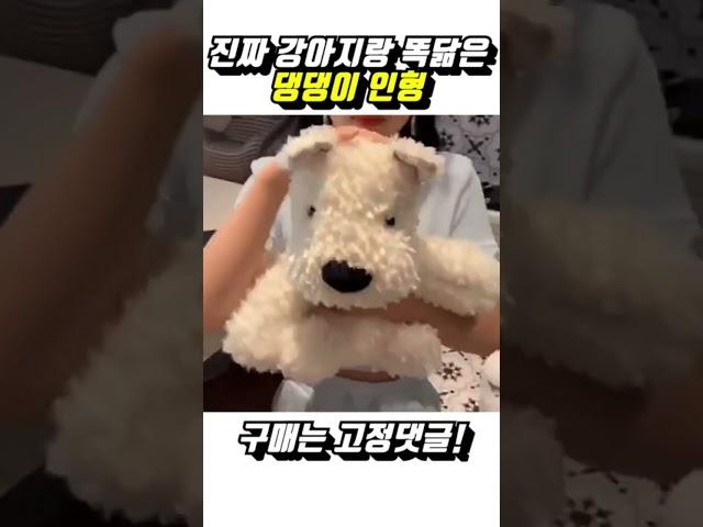귀여운 댕댕이