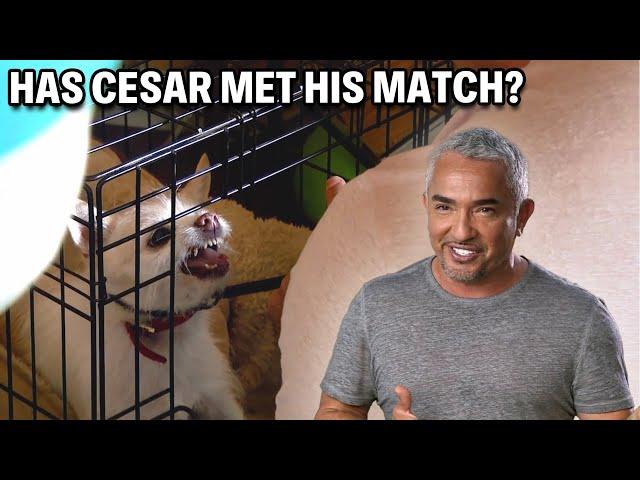 Chihuahua Mix Attacks The Grandmother! | Cesar 911 Season 3, Ep. 1 - Part 1