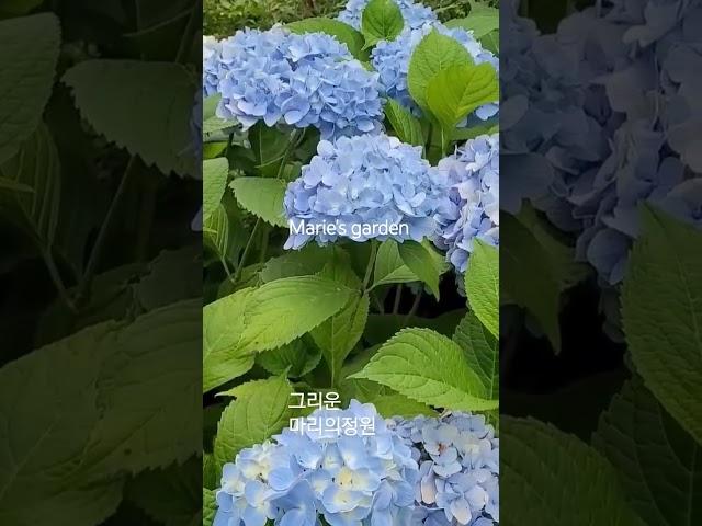 #마리의정원 #수국#에키네시아 #원추리 #식물키우기 #그리움만쌓이네 #김란영