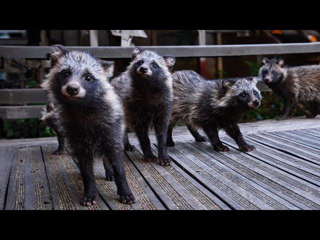 The adorable reason why raccoons are increasing in Korean cities recently