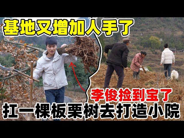 基地又增加人手了，从三个人变成六个人了，李俊扛了一棵100斤的板栗树去打造小院，累倒了