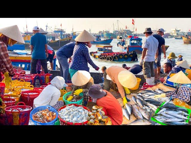 Cảng Biển Lớn Nhất Lagi Bình Thuận | Lênh Đênh Nghề Chèo Đò Bằng Chân