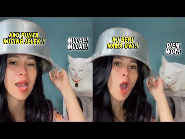 Semakin Galak Semakin Gemesin! Kucing Owi Ini Selalu Marah Ketika Dibilang Jelek Sama Majikannya