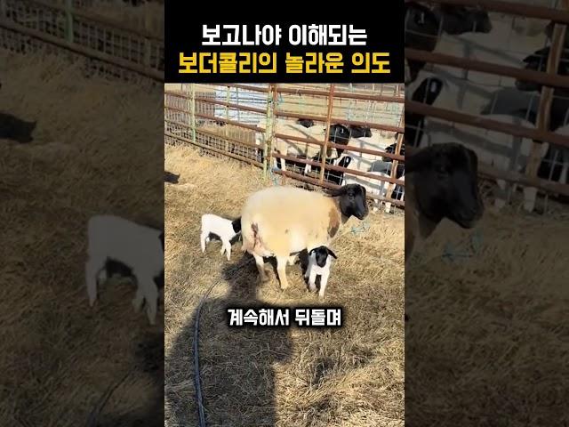의외로 배려심까지 깊다는 보더콜리